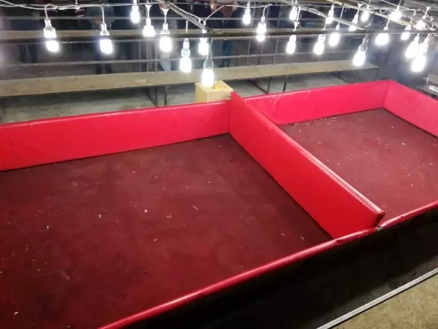 Ekipler şok oldu: Horoz dövüşü için arena kurmuşlar