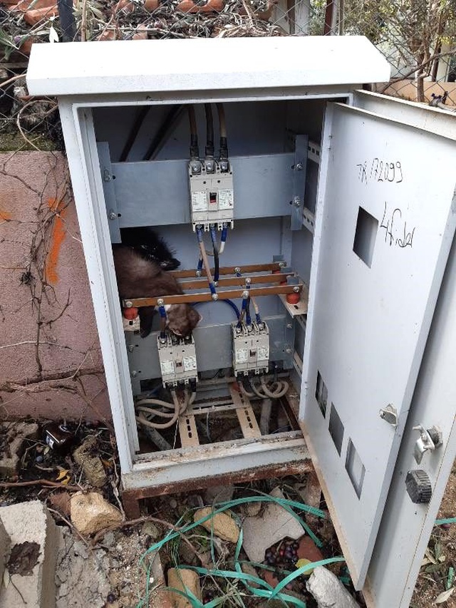 Elektrik panosuna giren sansar,akıma kapılarak telef oldu