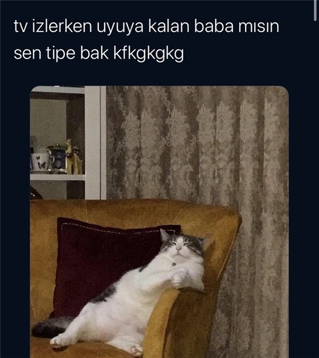 Kediler Hakkında Atılmış 11 Komik Tweet