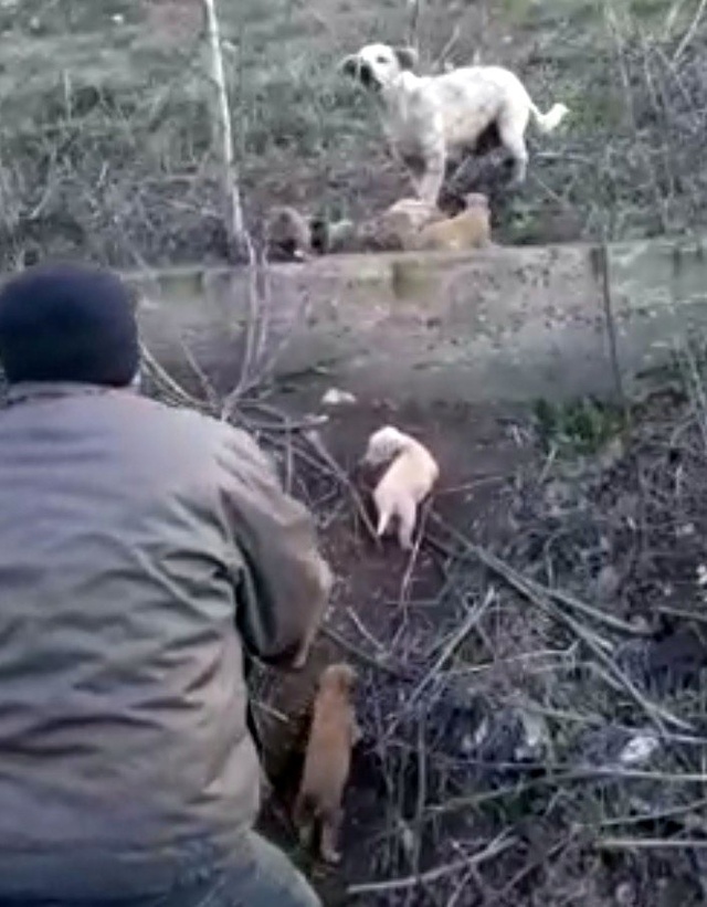 Havlayan köpeğin peşinden giden sürücü gözlerine inanamadı