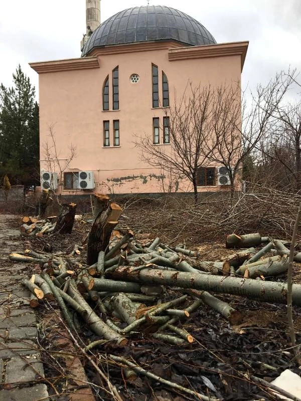 Tayini çıkan imamın, cami bahçesindeki ağaçları kestiği iddia edildi