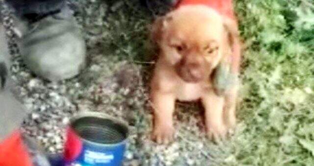 Havlayan köpeğin peşinden giden sürücü gözlerine inanamadı Havlayan köpeğin peşinden giden sürücü gözlerine inanamadı