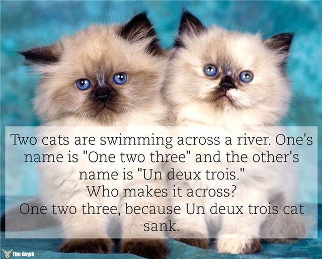 Sizi İngilizce Öğrendiğiniz Güne Lanet Ettirecek 20 Soğuk Espri