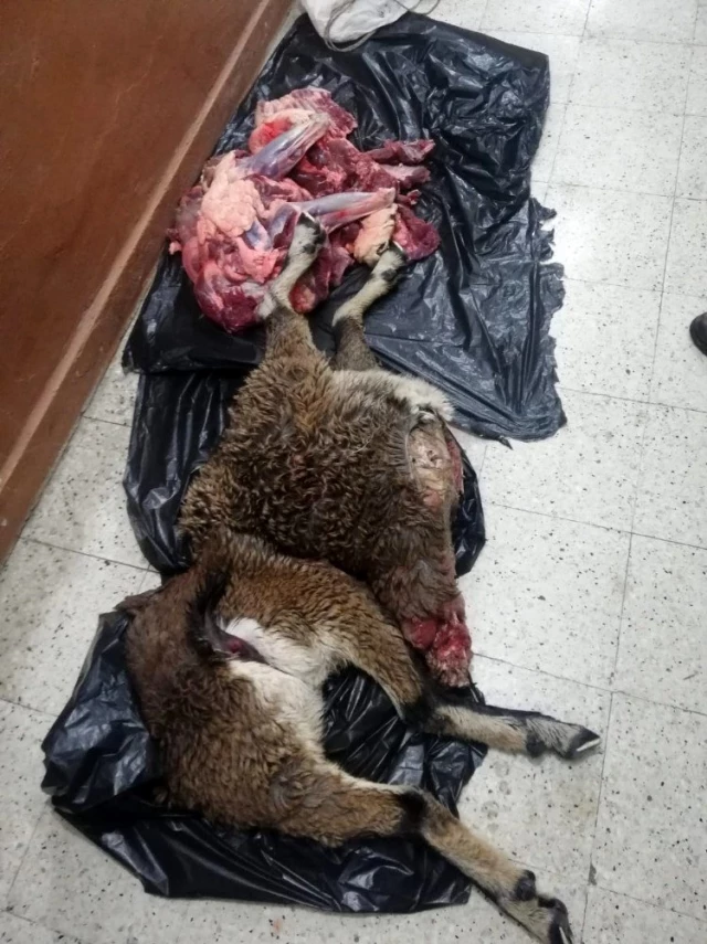 Dağ keçilerini vuran baba-oğul yakalandı, 50 bin TL ceza kesildi