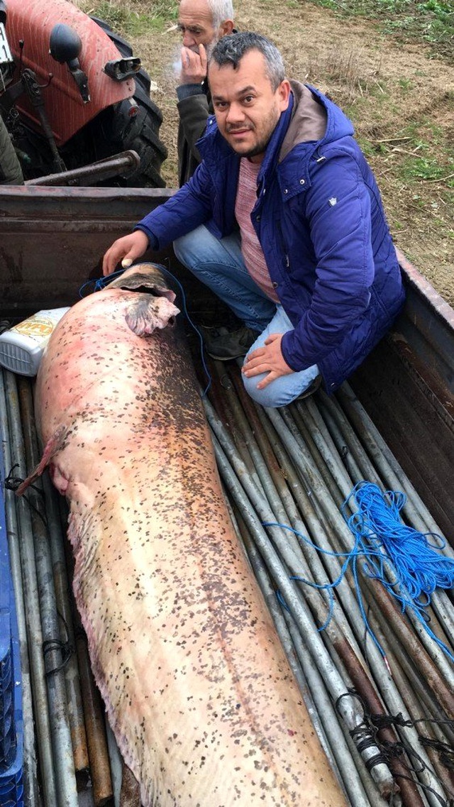 Yakaladıkları 120 kiloluk yayın balığının yanına yatarak fotoğraf çektirdiler