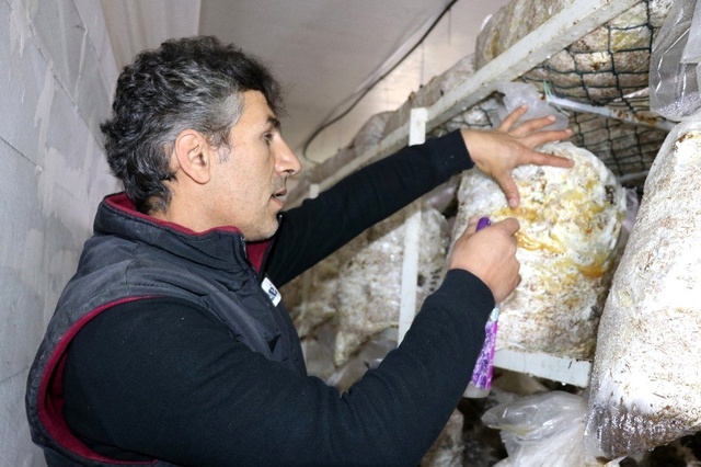 Vanlı mantar üreticisi, yaptığı karışımla yeşil küf hastalığına son verdi