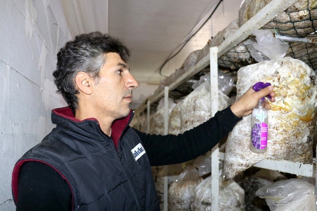 Vanlı mantar üreticisi, yaptığı karışımla yeşil küf hastalığına son verdi