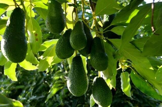 Avokado fidanı için bir yıl önceden sıraya giriyorlar