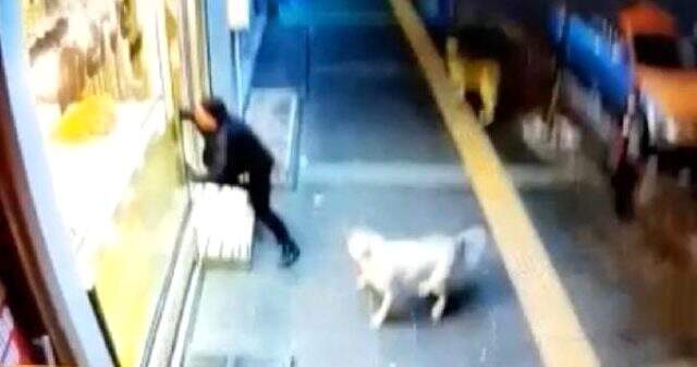 Kars'ta köpekler tehlike saçıyor! Vatandaşlar sokağa çıkmakta korkuyor <a class='keyword-sd' href='/kars/' title='Kars'>Kars</a>'ta köpekler tehlike saçıyor! Vatandaşlar sokağa çıkmakta korkuyor