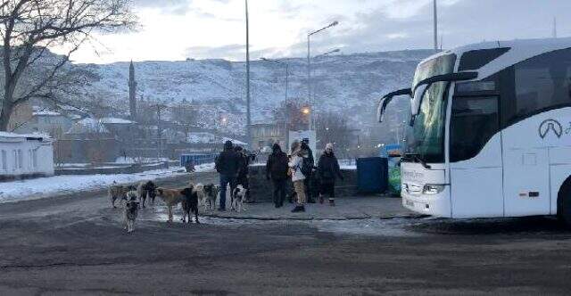 Kars'ta köpekler tehlike saçıyor! Vatandaşlar sokağa çıkmakta korkuyor Kars'ta köpekler tehlike saçıyor! Vatandaşlar sokağa çıkmakta korkuyor