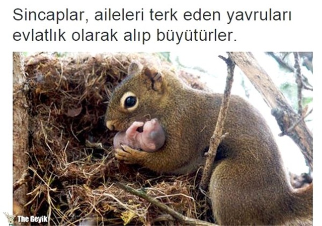Tuhaf ama gerçek dedirten 15 bilgi