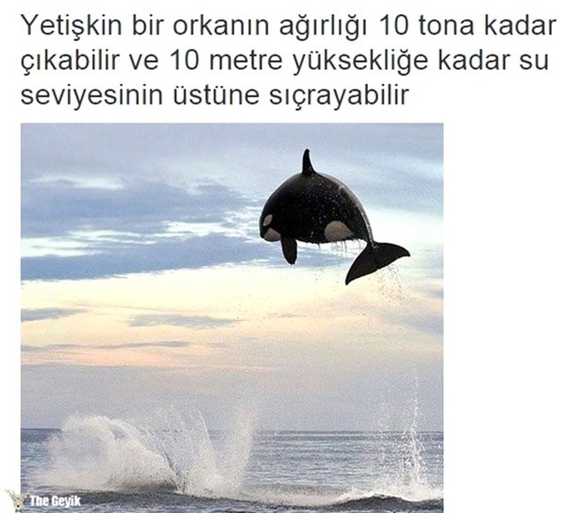 Tuhaf ama gerçek dedirten 15 bilgi