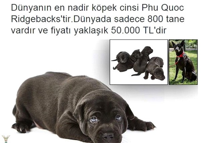 Tuhaf ama gerçek dedirten 15 bilgi
