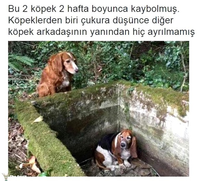 Tuhaf ama gerçek dedirten 15 bilgi