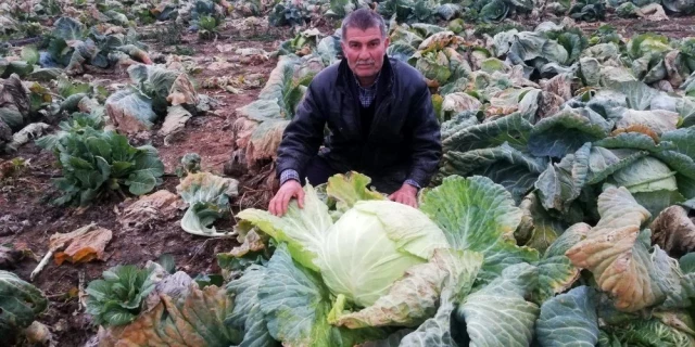 14 kilogramlık dev lahana görenleri şaşırttı