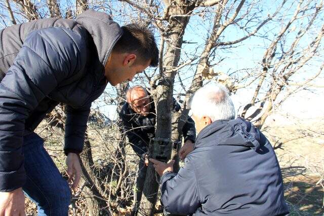 Adıyaman'da 'kırmızı listede' yer alan sırtlan görüntülendi Adıyaman'da 'kırmızı listede' yer alan sırtlan görüntülendi