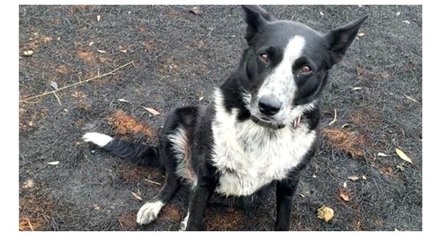 <a class='keyword-sd' href='/avustralya/' title='Avustralya'>Avustralya</a>'da çoban köpeği Patsy, 220'den fazla koyunu yangından kurtardı