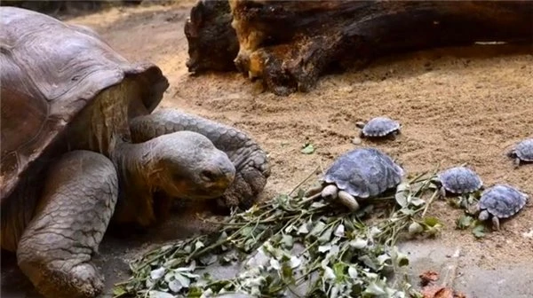Çiftleşme Rekoru Kırarak Soyunun Tükenmesini Engelleyen Kaplumbağa ile Tanışın