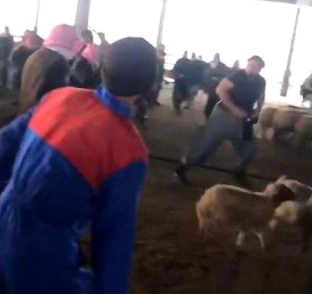 Sokak ortasında deve kesen kasap, bu kezde tekmeli, yumruklu, sopalı kavgayla gündeme geldi