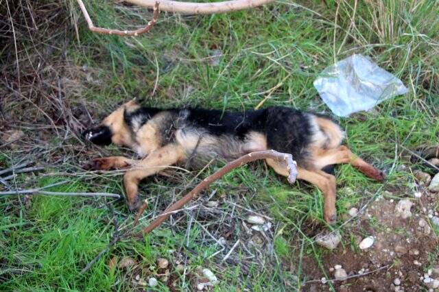 Kurt cinsi köpeği bıçaklayarak öldürdüğünü itiraf eden şahsın ifadeleri kan dondurdu