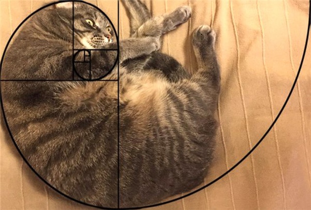 Kedilerin Matematiksel Olarak Mükemmel Olduğunun 10 Kanıtı