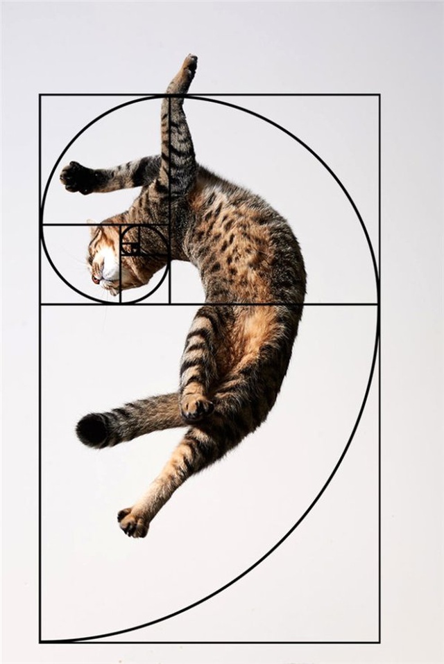 Kedilerin Matematiksel Olarak Mükemmel Olduğunun 10 Kanıtı