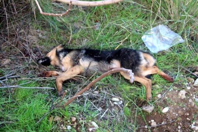 Köpeği bıçaklayarak öldüren adamın savunması şaşırttı Köpeği bıçaklayarak öldüren adamın savunması şaşırttı