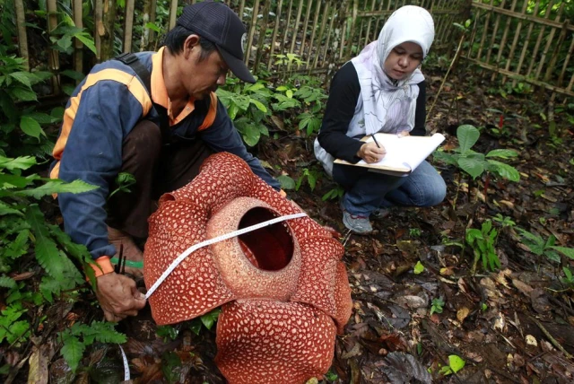 Rafflesia: Dünyanın en büyük çiçeği Endonezya'nın Sumatra Adası'nda bulundu
