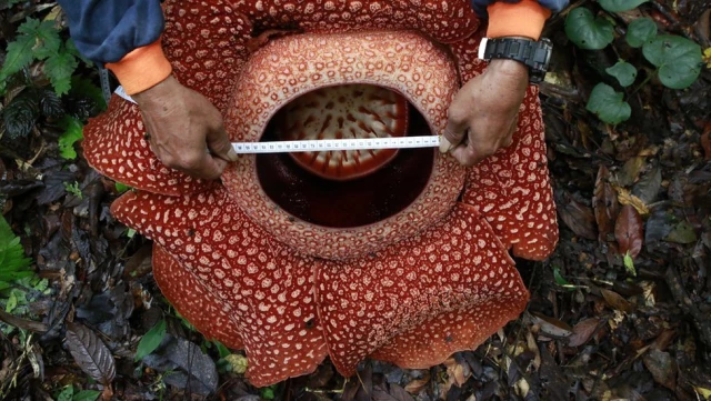 Rafflesia: Dünyanın en büyük çiçeği Endonezya'nın Sumatra Adası'nda bulundu