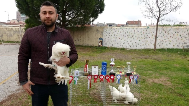 Türkiye şampiyonu Osmanlı horozu 'Pusat'a paha biçilemiyor