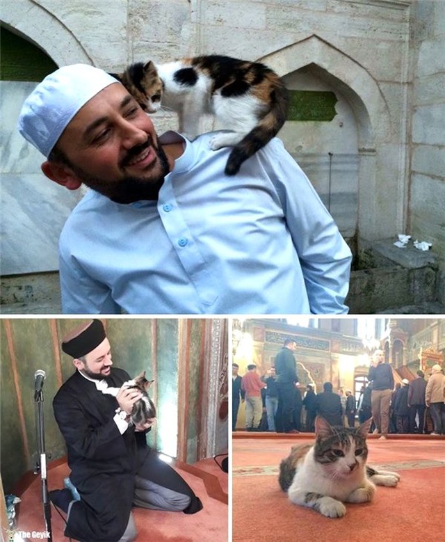 İnsanlığa İnancınızı Tazeleyecek 10 Hayvan Kurtarma Hikayesi