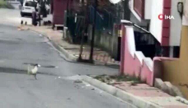 Karşısına çıkan horoza taş atan postacı, sert kayaya çarptı! O anlar kameralara yansıdı Karşısına çıkan horoza taş atan postacı, sert kayaya çarptı! O anlar kameralara yansıdı