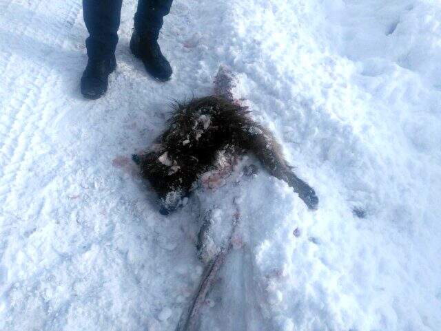 Yiyecek arayan kurtlar sokak köpeğini parçaladı Yiyecek arayan kurtlar sokak köpeğini parçaladı
