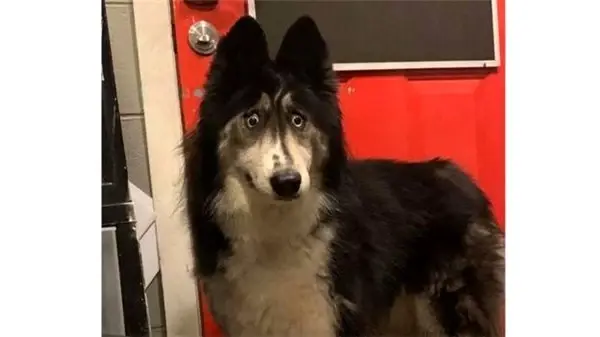 Bakışları Tuhaf Diye Terk Edilen Köpeği Sahiplenmek İçin 150 Kişi Başvurdu