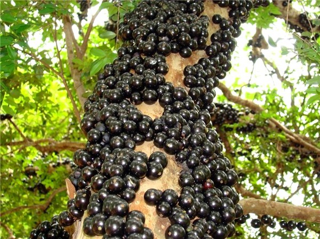 Bahçenizi Süslesin İsteyeceğiniz Birbirinden İlginç 9 Ağaç Çeşidi