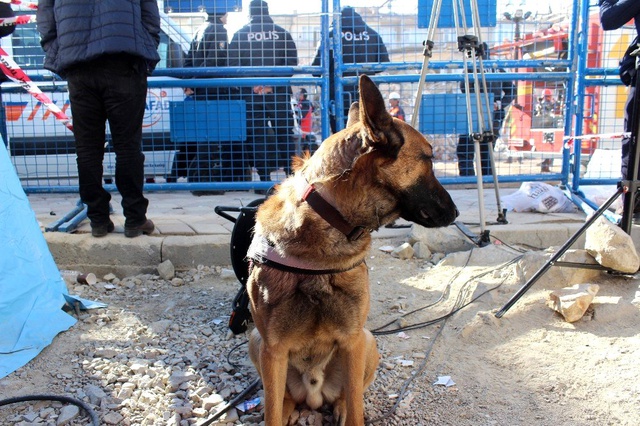 Elazığ depreminde Dilek Apartmanı'nda 5 kişiye arama köpeği Altar sayesinde ulaşıldı