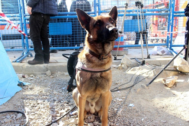 Elazığ depreminde Dilek Apartmanı'nda 5 kişiye arama köpeği Altar sayesinde ulaşıldı