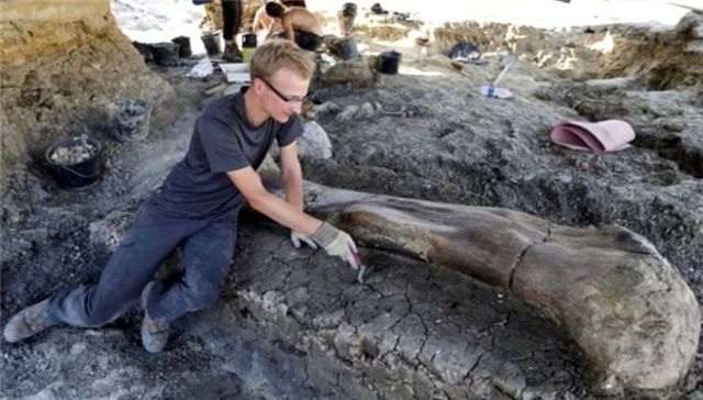 Bulunan 140 Milyon Yıllık Dinazorun Uyluk Kemiği, 2 Metre Uzunluğunda ve 500 Kilo Ağırlığında!