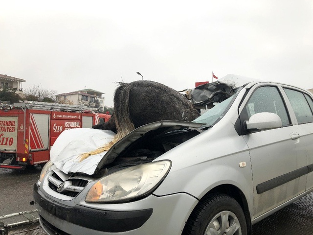 İstanbul'da korkunç kaza! Başıboş at, aracın ön camından içeri girdi