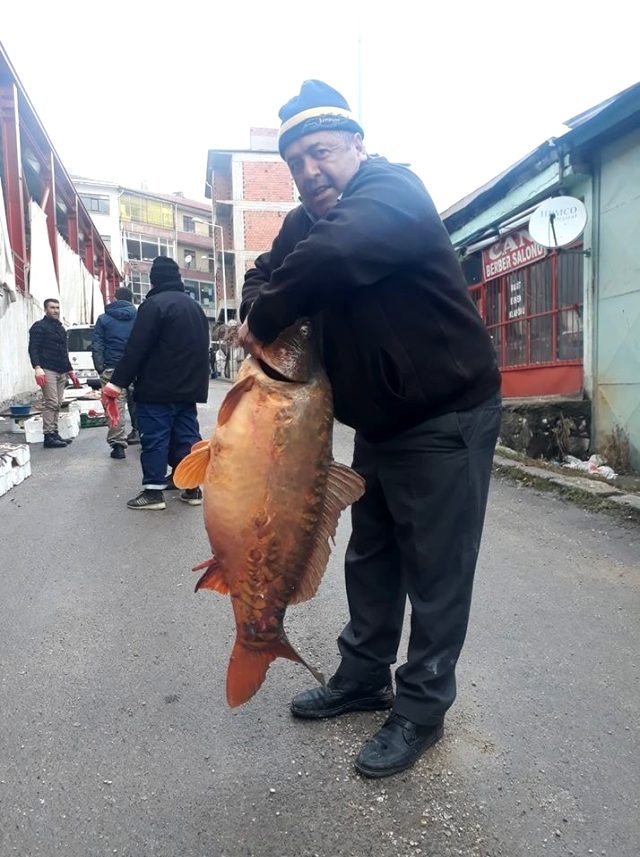 25 kiloluk aynalı sazan balığı görenleri şaşkına çevirdi