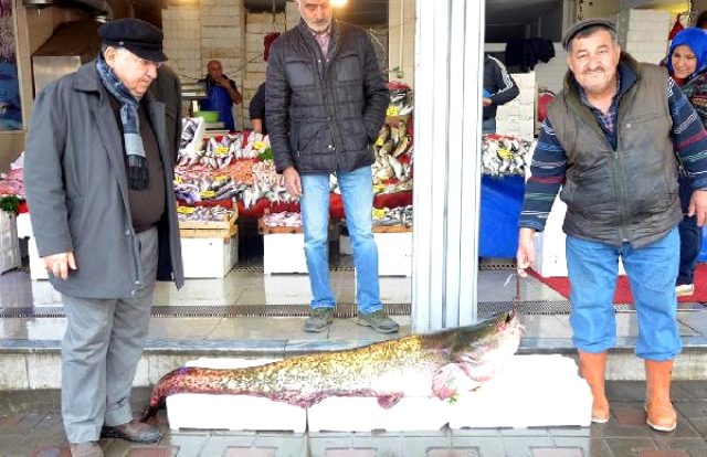 2 metrelik dev yayın balığının kilosu 30 liradan satıldı