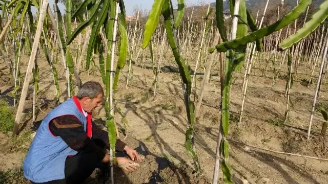 Denemek için ejder meyvesi ekti, şimdi siparişlere yetişemiyor