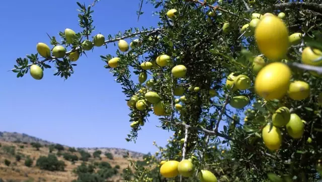 Argan yağı üreten kadınlar zam talep ediyor