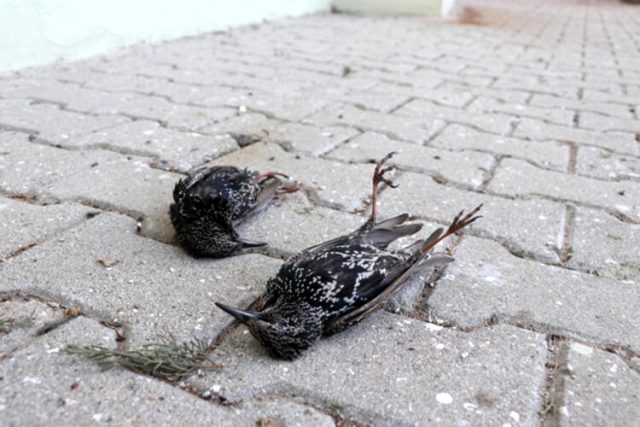 Edirne'de korkutan görüntü! Hava sıcaklığı düştü, kuşlar donarak öldü