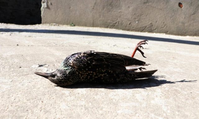 Edirne'de korkutan görüntü! Hava sıcaklığı düştü, kuşlar donarak öldü