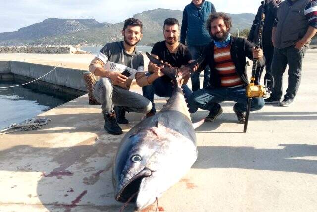 İki yüz kiloluk orkinos, Türk balıkçıları Yunan adasına sürükledi İki yüz kiloluk orkinos, Türk balıkçıları Yunan adasına sürükledi