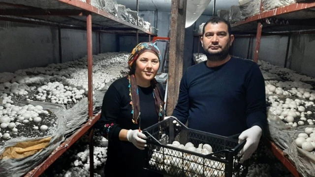 Karı-koca 30 metrekarelik alanda mantar üretip geçimlerini sağlıyor