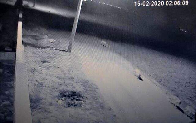 Köye inen kurt sürüsünün içindeki köpeği görenler şaşkına döndü Köye inen kurt sürüsünün içindeki köpeği görenler şaşkına döndü