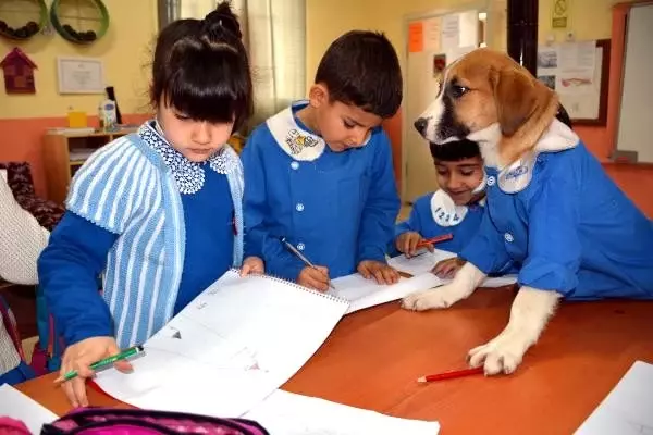 Mezarlıkta bulunan köpek Fındık, forma giyip öğrencilerle derse giriyor