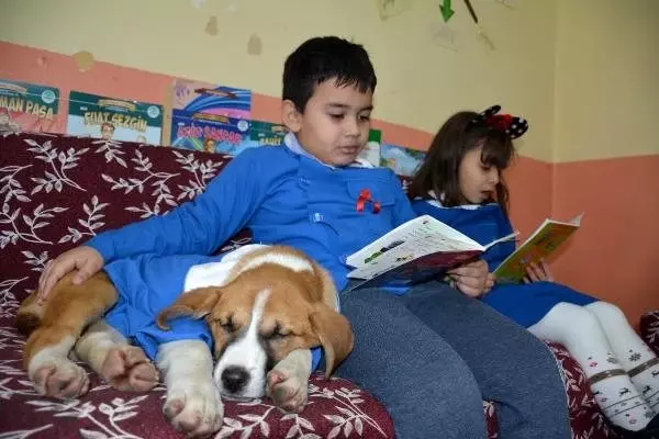 Mezarlıkta bulunan köpek Fındık, forma giyip öğrencilerle derse giriyor